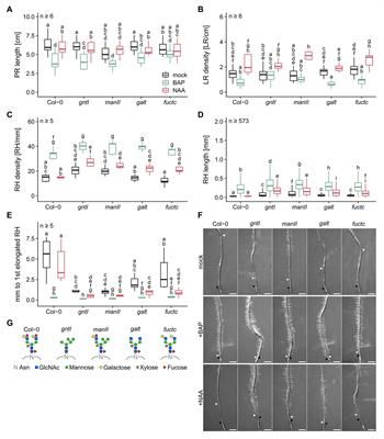 Complex-Type N-Glycans Influence the Root Hair Landscape of Arabidopsis Seedlings by Altering the Auxin Output
